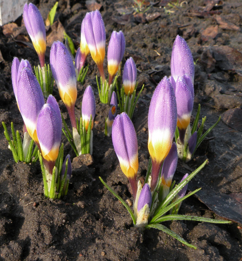 Crocus sieberi ssp. sublimis 'Tricolor