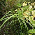 Miscanthus 'David'