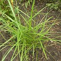 Miscanthus Nippon