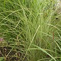 Miscanthus Morning Light