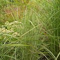 Miscanthus Morning Light