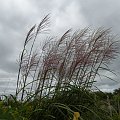 Miscanthus 'Goliath'