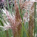 Cortaderia 'Pink Feather' ?