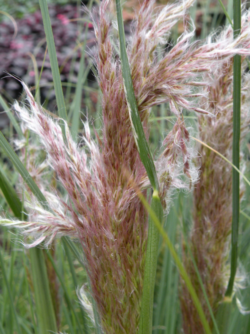 Cortaderia 'Pink Feather' ?