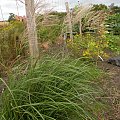 Miscanthus 'Herman Müssel'