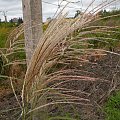 Miscanthus 'Herman Müssel'