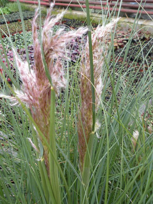 Cortaderia 'Pink Feather' ?