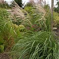 Miscanthus 'Herman Müssel'