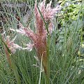 Cortaderia 'Pink Feather' ?