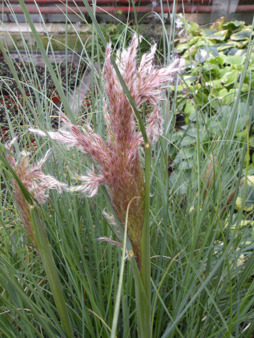 Cortaderia 'Pink Feather' ?