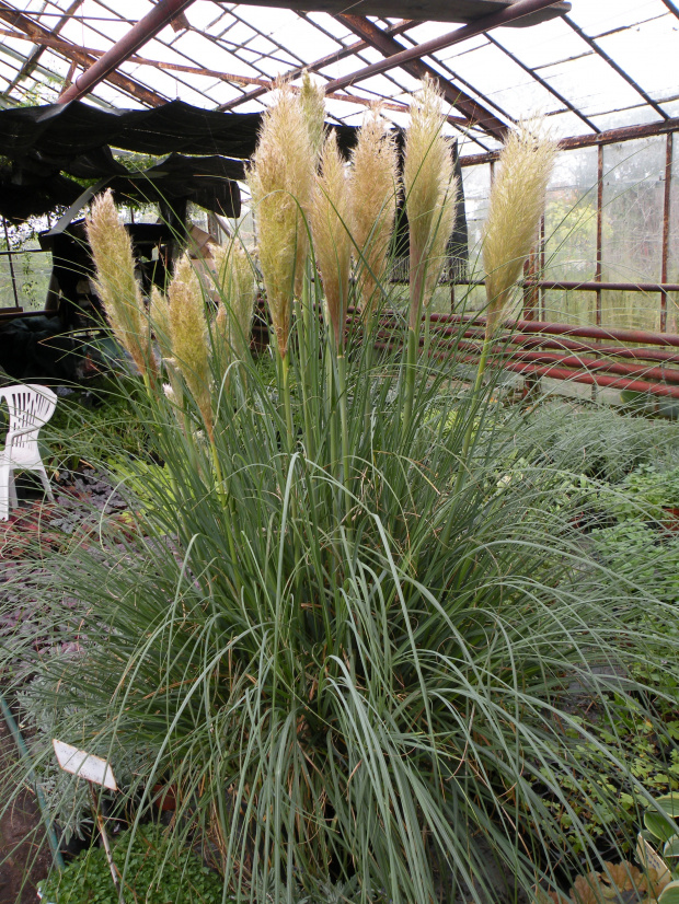 Cortaderia 'Pumila'