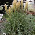 Cortaderia 'Pumila'