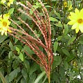 Miscanthus 'Dronning Ingrid'