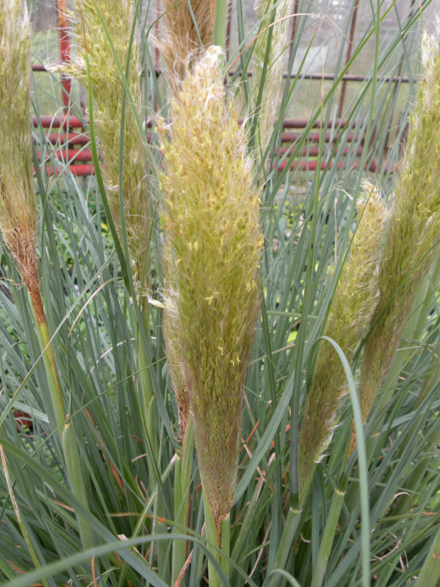 Cortaderia 'Pumila'