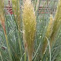 Cortaderia 'Pumila'