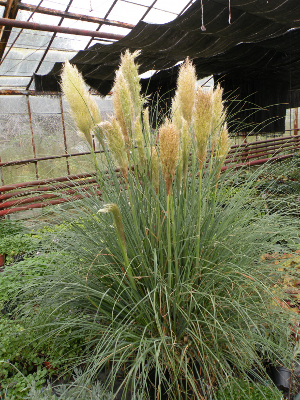 Cortaderia 'Pumila'