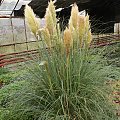 Cortaderia 'Pumila'