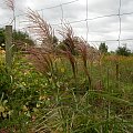 Miscanthus 'Rotsilber'