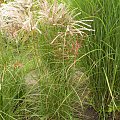 Miscanthus 'Ferner Osten'