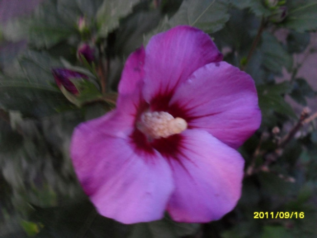 hibiskus