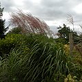 Miscanthus 'Goliath'