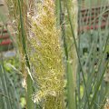 Cortaderia 'Pumila'