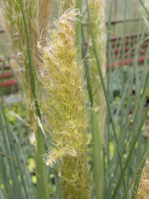 Cortaderia 'Pumila'