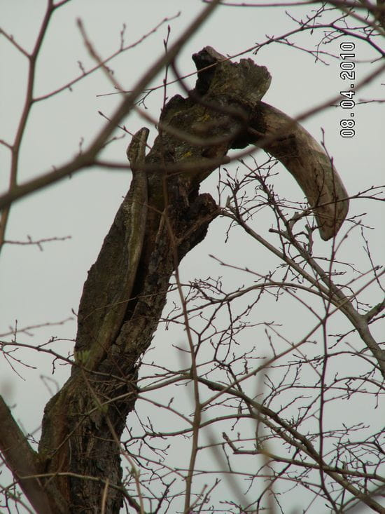 Straszne ptaszysko stoi na straży pola