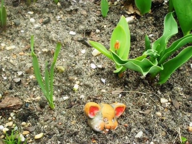 Miniaturki tulipanków i "stara myszka".