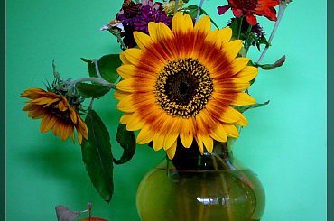 #kwiaty #słonecznik