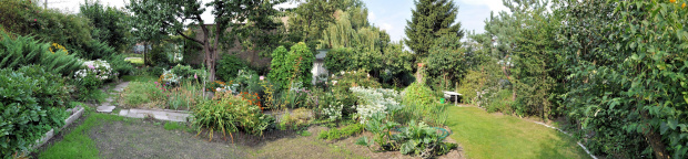 Panorama ogródka. #panorama #ogródek #rośliny #kwiaty #kwiatki