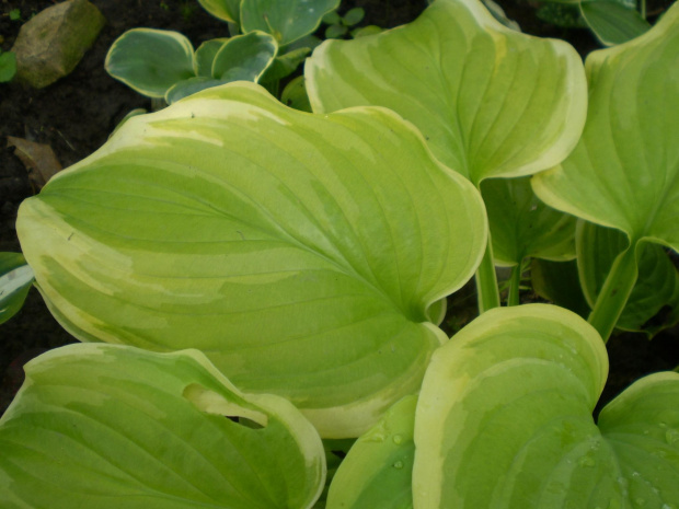 Fragrant Bouqueet