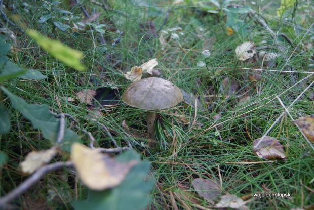 Spacerek z maluszkiem
Lasy okolice Barcina