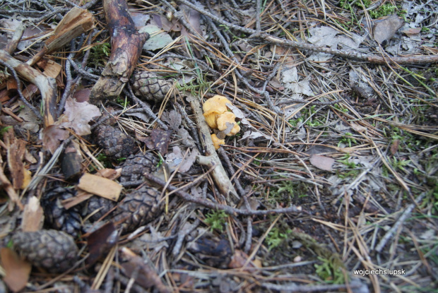 Spacerek z maluszkiem
Lasy okolice Barcina