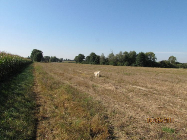 wstąpiliśmy na rżysko