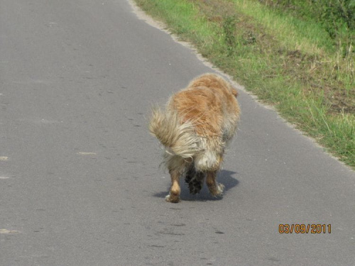 więc pogonię babę za Frolic'kiem