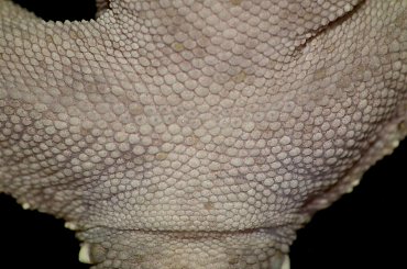 #CrestedGecko #GekonOrzęsiony #RhacodactylusCiliatus