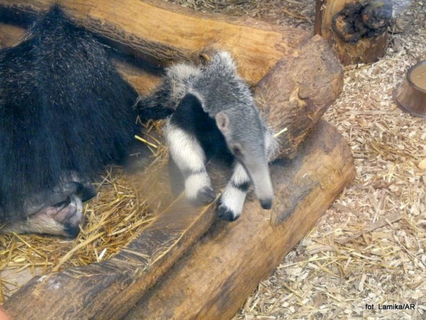 Mrówkojady - matka i dwumiesięczny malec.