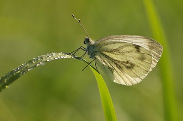 #natura #przyroda #motyle #bielinek