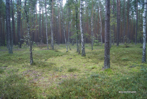 leśny spacerek