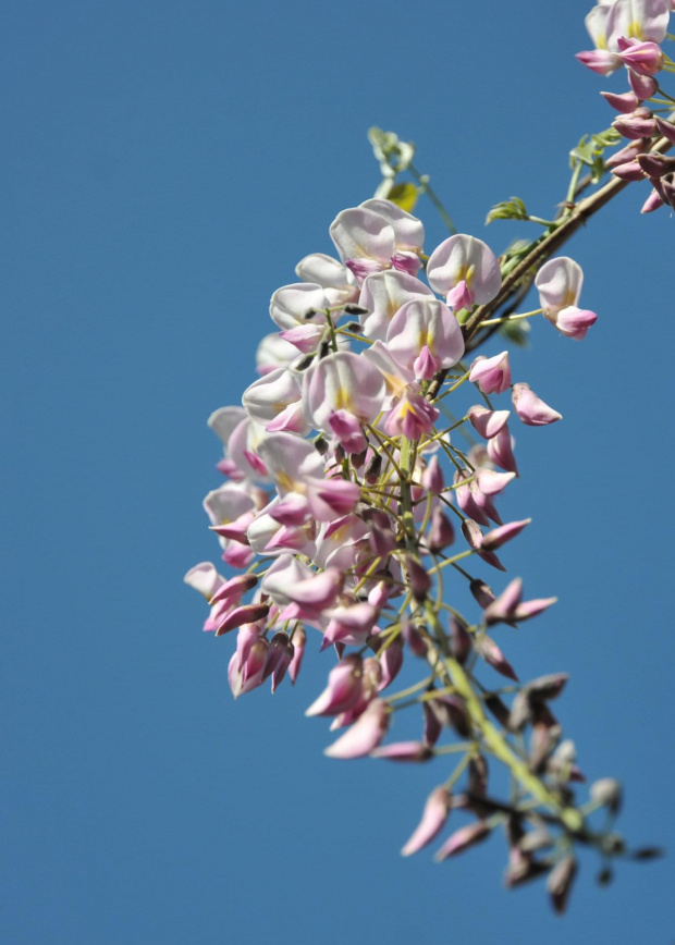 Kwitnąca Wisteria