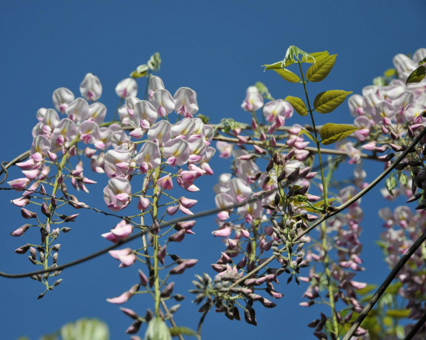 Kwitnąca Wisteria