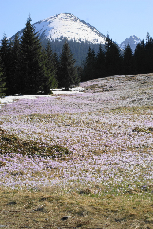 Widoki z Tatr #Tatry #Tatra #mountains #xnifar #rafinski