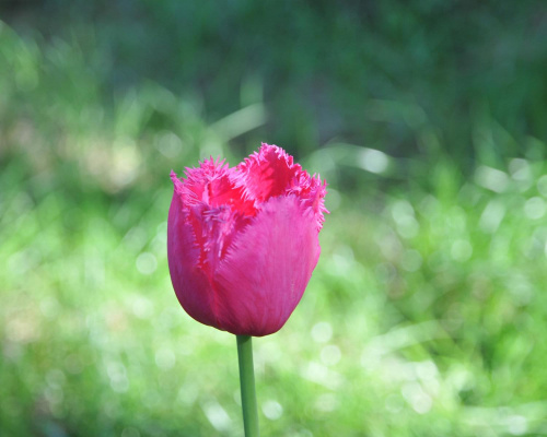 Piękne tulipany