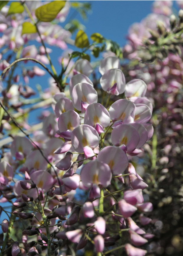 Kwitnąca Wisteria