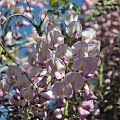 Kwitnąca Wisteria