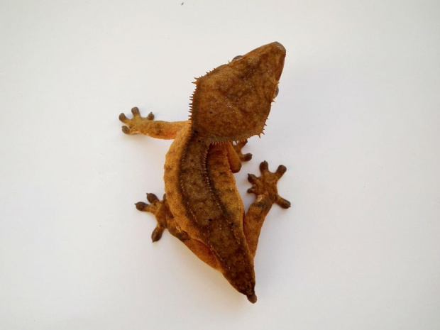 #CrestedGecko #GekonOrzęsiony #RhacodactylusCiliatus