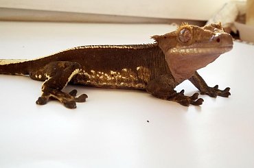 #CrestedGecko #GekonOrzęsiony #RhacodactylusCiliatus