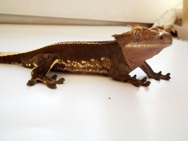 #CrestedGecko #GekonOrzęsiony #RhacodactylusCiliatus