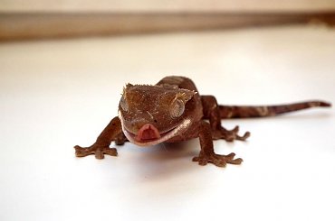 #CrestedGecko #GekonOrzęsiony #RhacodactylusCiliatus